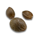 Runtz x Wedding Cake Samen Feminisiert Samen Lucky Hemp