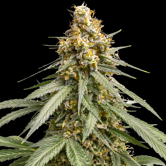 Silver Haze Steckling Steckling Lucky Hemp