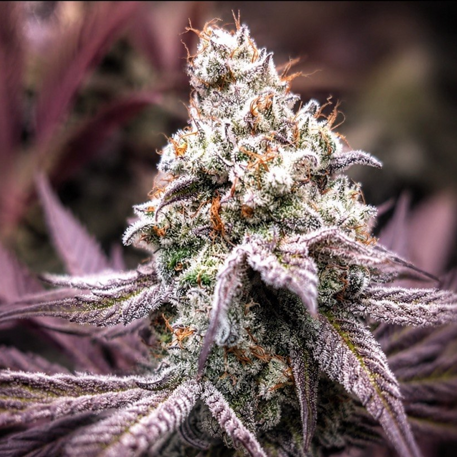 Dante’s Inferno Steckling Steckling Lucky Hemp