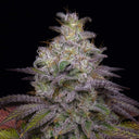 Do-Si-Dos Samen Feminisiert Samen Lucky Hemp