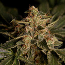 Forbidden Fruit Samen Feminisiert Samen Lucky Hemp