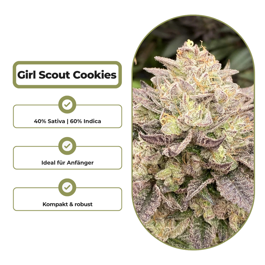 Girl Scout Cookies Steckling Steckling Lucky Hemp