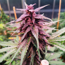3x Gelato Samen Automatik Samen Lucky Hemp