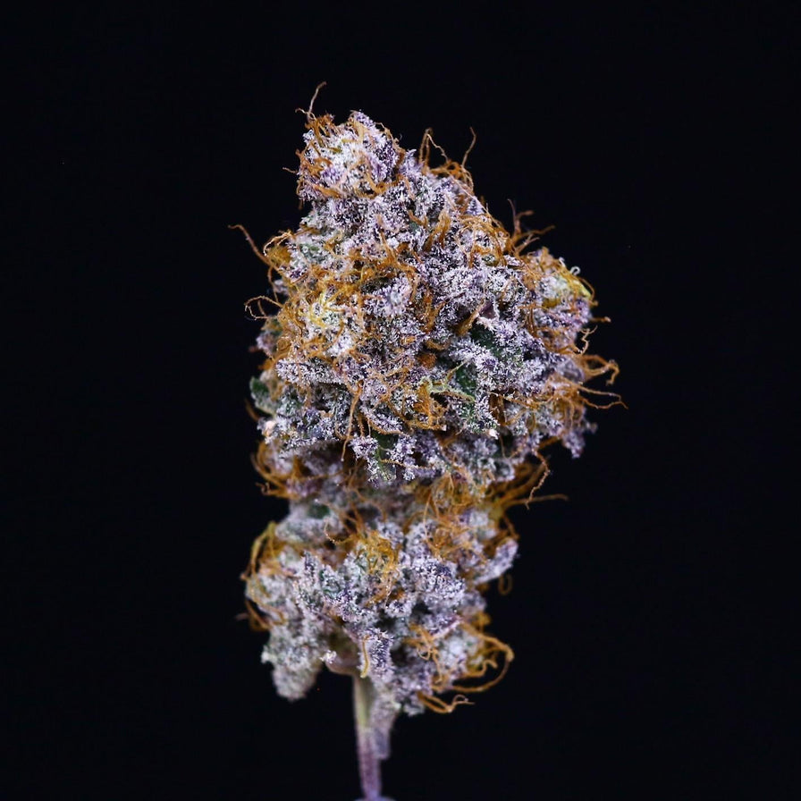 Georgia Pie Samen Feminisiert Samen Lucky Hemp