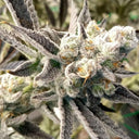 Georgia Pie Samen Feminisiert Samen Lucky Hemp
