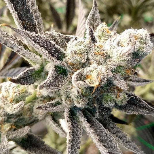 Georgia Pie Samen Feminisiert Samen Lucky Hemp
