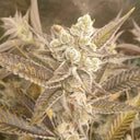 Georgia Pie Samen Feminisiert Samen Lucky Hemp