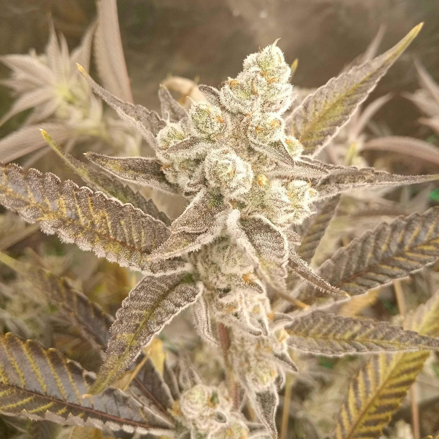 Georgia Pie Samen Feminisiert Samen Lucky Hemp