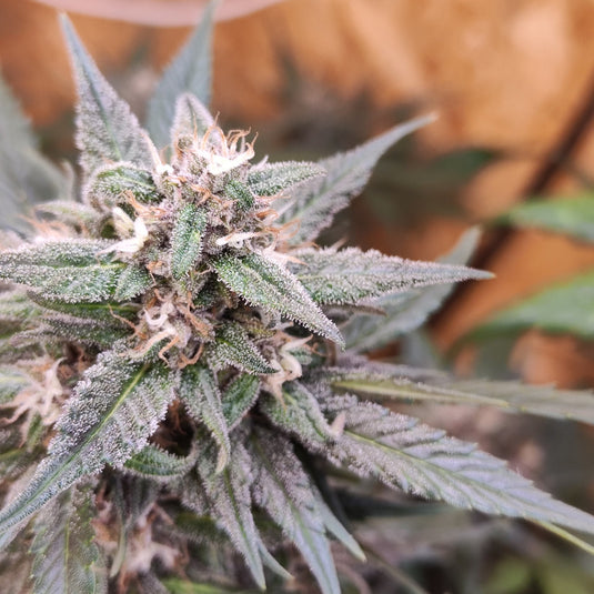 Devil Drive Samen Automatik Samen Lucky Hemp