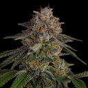 LA Kush Cake Samen Feminisiert Samen Lucky Hemp