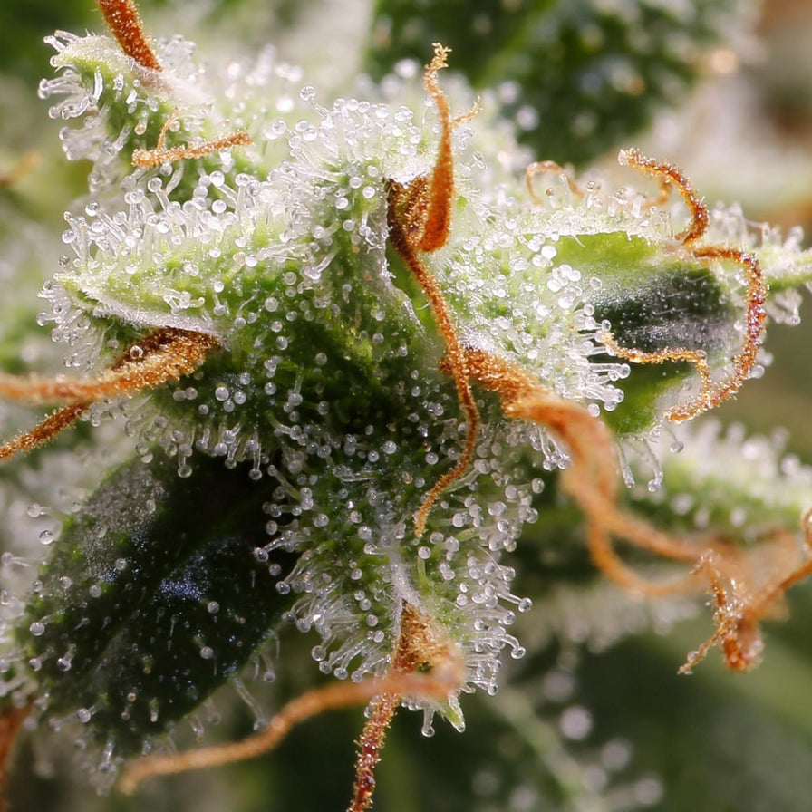 Lemon Thai CBD Samen Feminisiert Samen Lucky Hemp