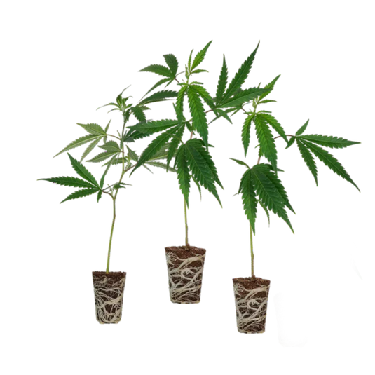 Cali Stecklingsset Steckling Lucky Hemp