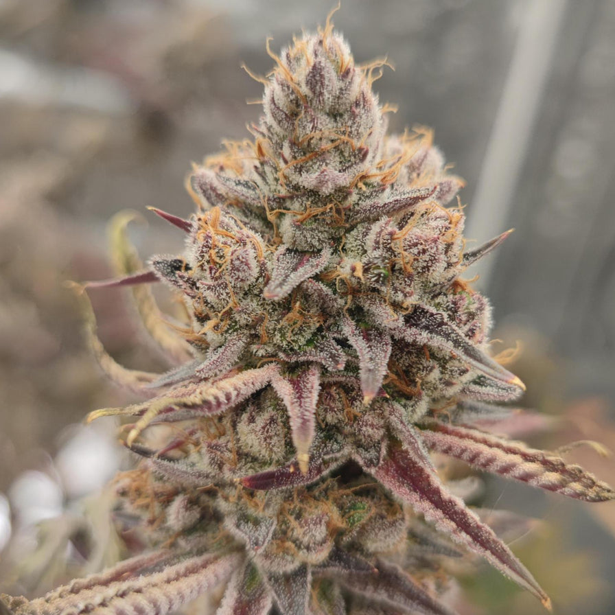 Love Steckling Steckling Lucky Hemp
