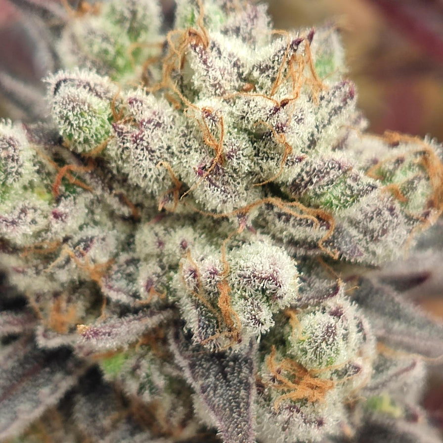 Love Steckling Steckling Lucky Hemp