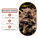 Mandarin Cookies V2 Steckling Steckling Lucky Hemp