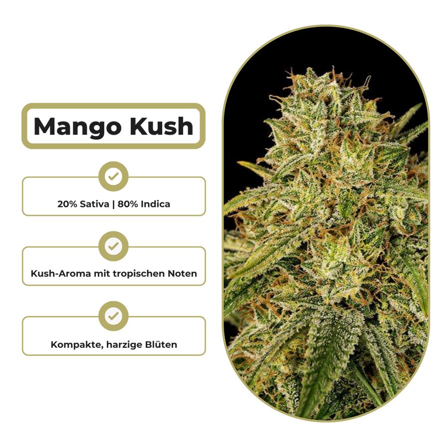 Mango Kush Steckling Steckling Lucky Hemp