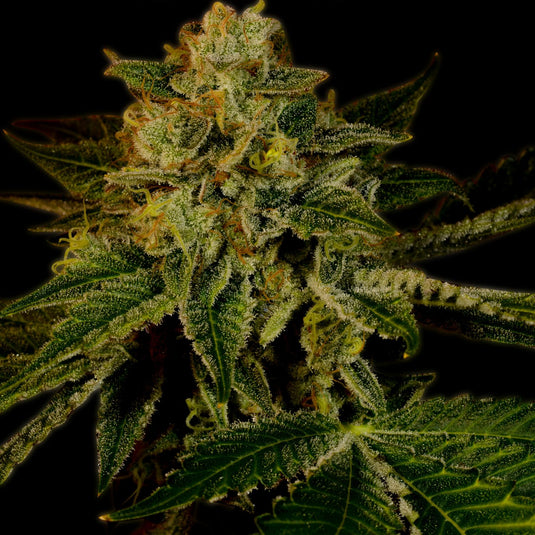 Mango Kush Steckling Steckling Lucky Hemp