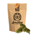 Mimosa Ökopack Blüten Lucky Hemp
