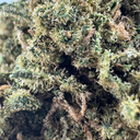 Mimosa Ökopack Blüten Lucky Hemp