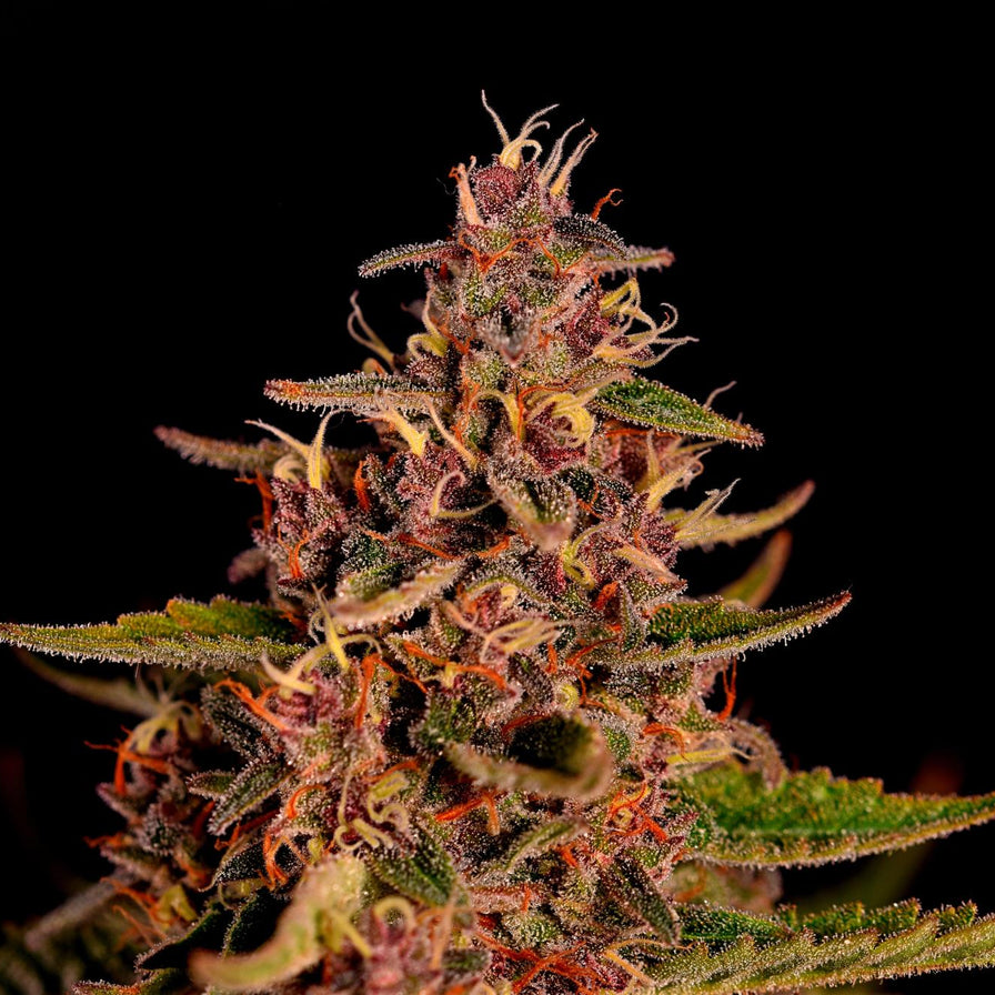 Mimosa Samen Feminisiert Samen Lucky Hemp