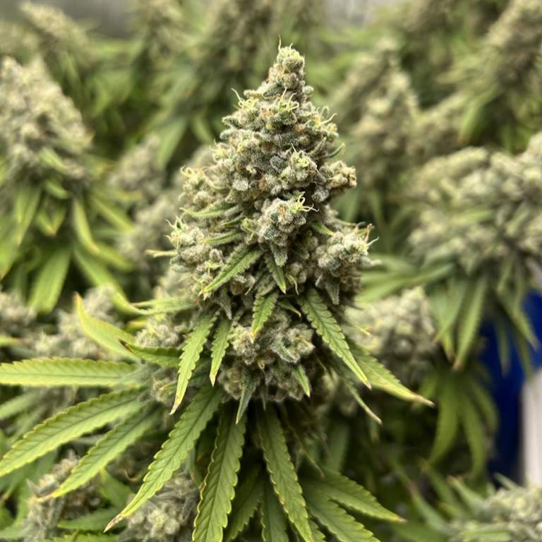Northern Lights Samen Automatik Samen Lucky Hemp