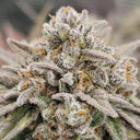 OG Kush Samen Automatik Samen Lucky Hemp