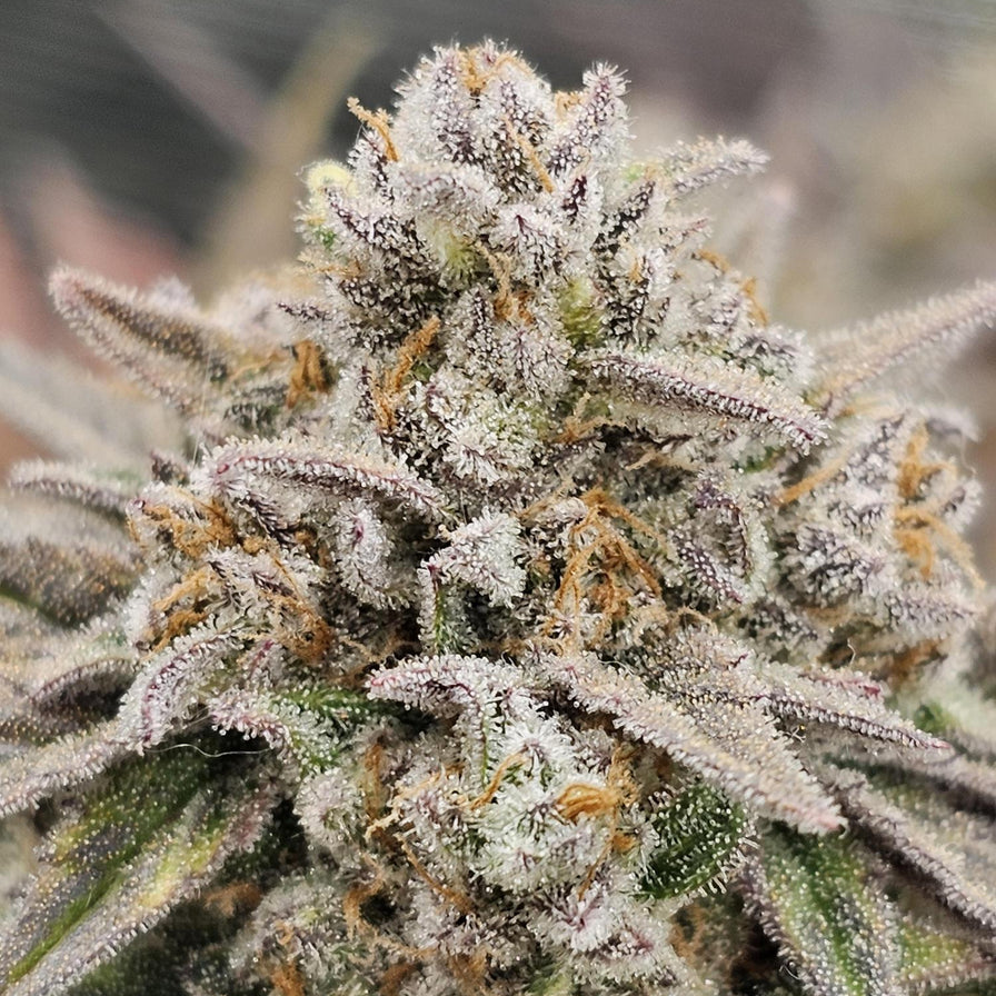 OG Kush Samen Automatik Samen Lucky Hemp