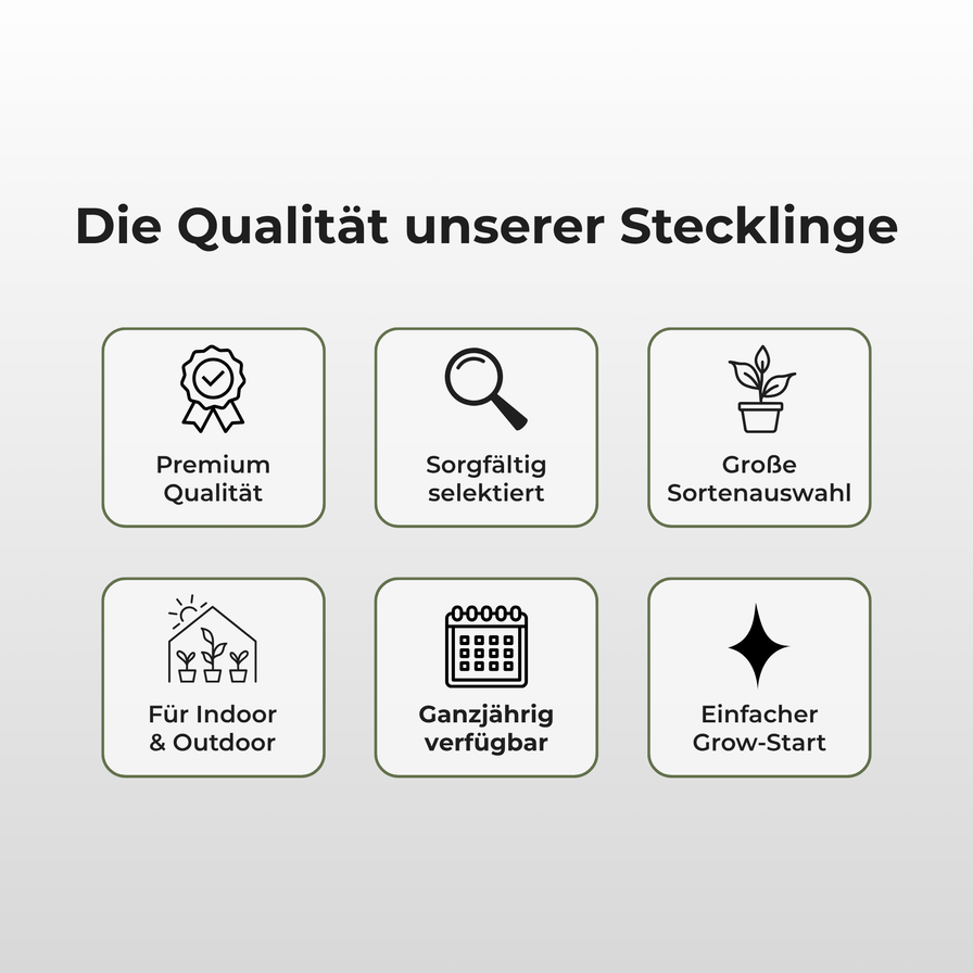 RS11 Steckling Steckling Lucky Hemp