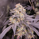 Runtz Jealousy Samen Feminisiert Samen Lucky Hemp
