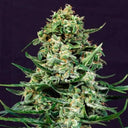 Sir Jack CBD Samen Automatik Samen Lucky Hemp