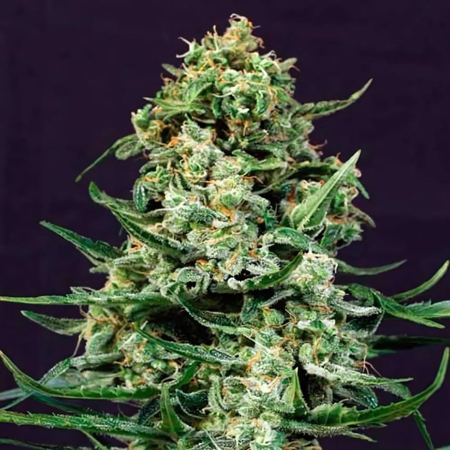 Sir Jack CBD Samen Automatik Samen Lucky Hemp
