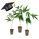 Einsteiger Set THC Stecklinge Steckling Lucky Hemp