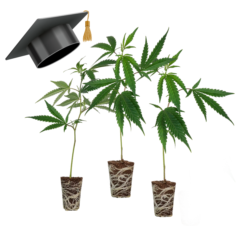 Einsteiger Set THC Stecklinge Steckling Lucky Hemp