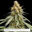 Silver Haze Steckling Steckling Lucky Hemp