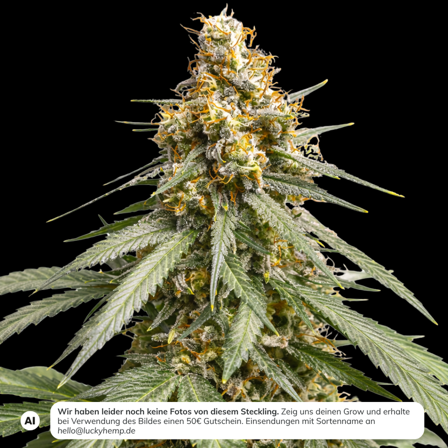 Silver Haze Steckling Steckling Lucky Hemp
