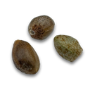 3x Skittlez Samen Automatik Samen Lucky Hemp
