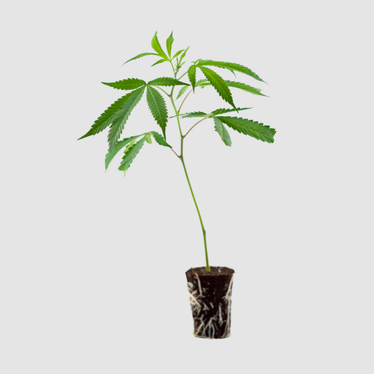 Mandarin Cookies Steckling Steckling Lucky Hemp