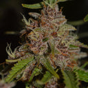 Strawberry Tart Samen Feminisiert Samen Lucky Hemp