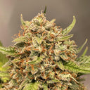 Sour Tangie Samen Automatik Samen Lucky Hemp