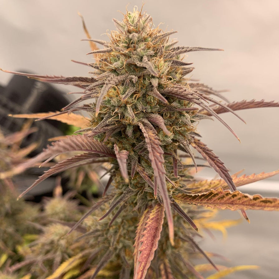 Tropical Cookies Samen Automatik Samen Lucky Hemp