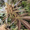 Tropical Cookies Samen Automatik Samen Lucky Hemp