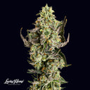 Tropicana Cookies Samen Feminisiert Samen Lucky Hemp