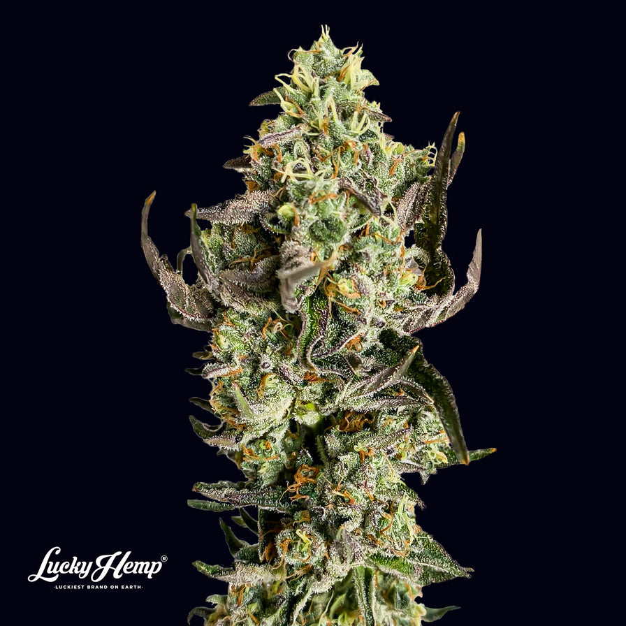 Tropicana Cookies Samen Feminisiert Samen Lucky Hemp