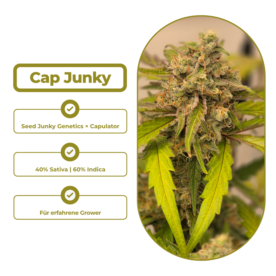 Cap Junky Steckling Steckling Lucky Hemp