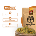 Mango Kush Ökopack Blüten Lucky Hemp