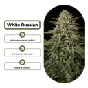White Russian Steckling Steckling Lucky Hemp