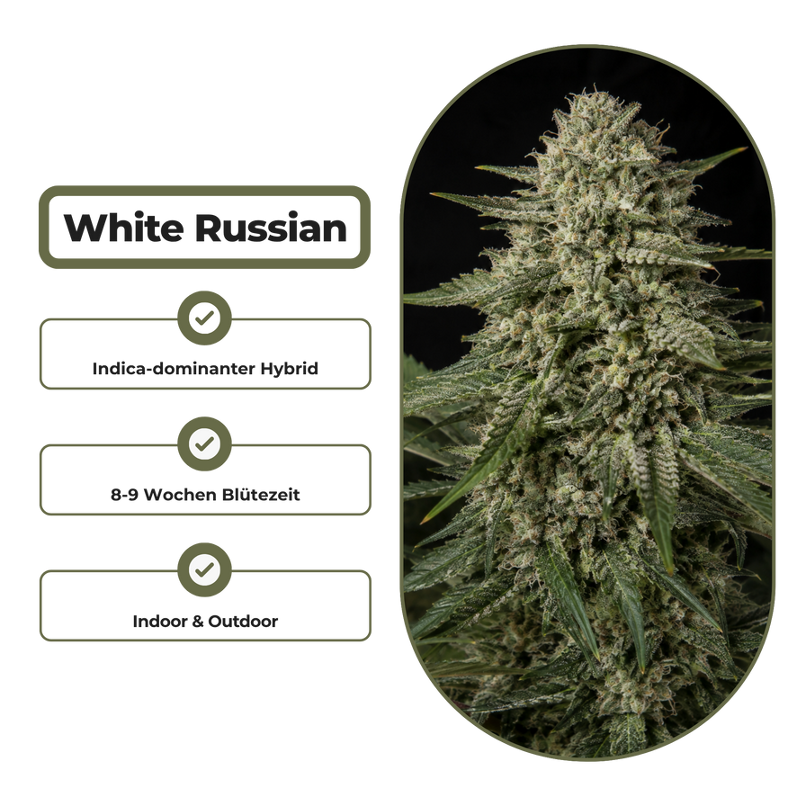 White Russian Steckling Steckling Lucky Hemp