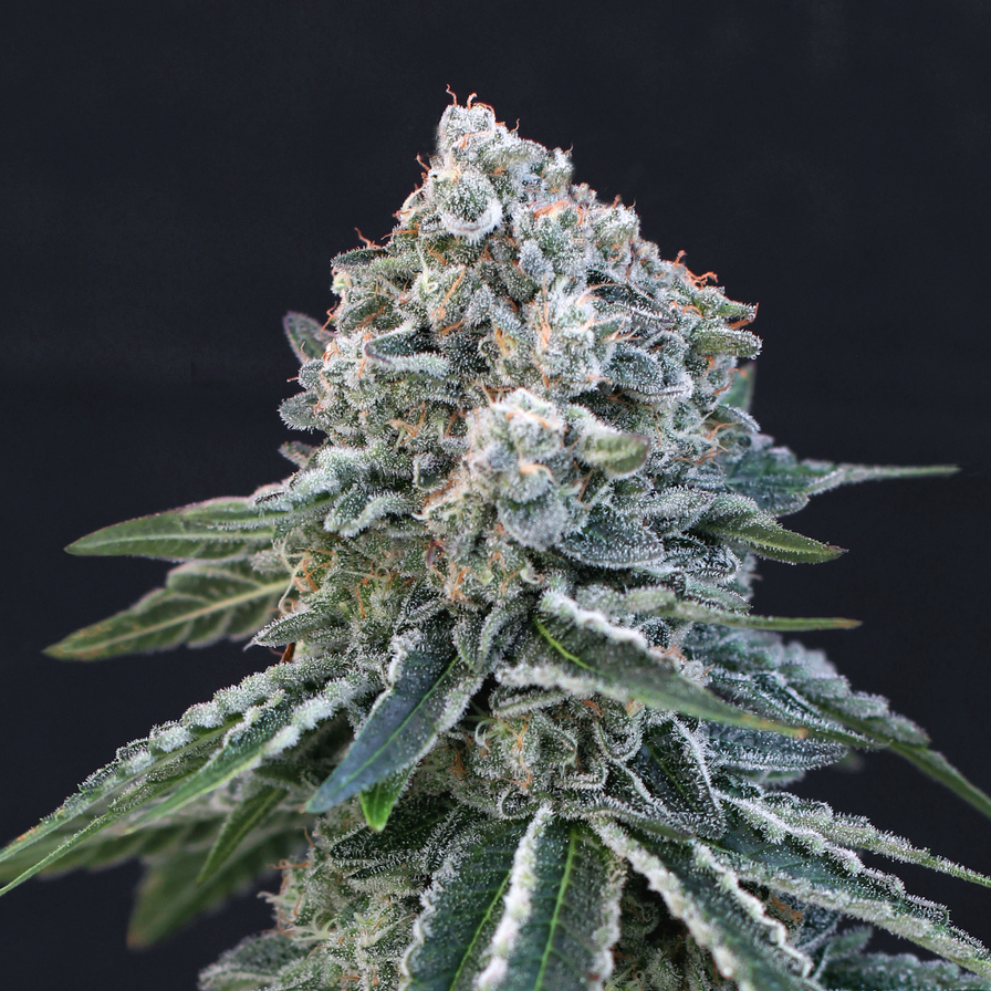 Gorilla Glue Samen Feminisiert Samen Lucky Hemp