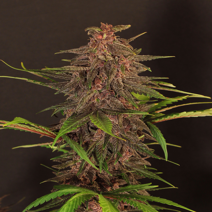 Strawberry Samen Automatik Samen Lucky Hemp