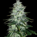 Amnesia Haze Steckling Steckling Lucky Hemp